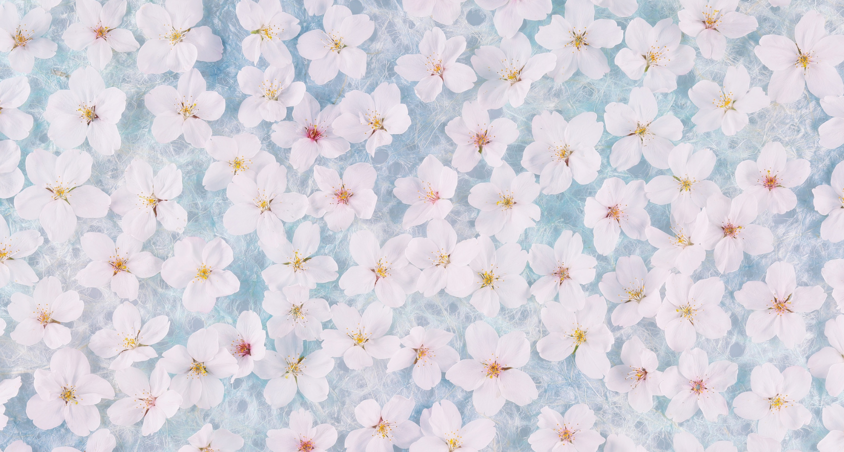 Pétales de fleurs de cerisier
