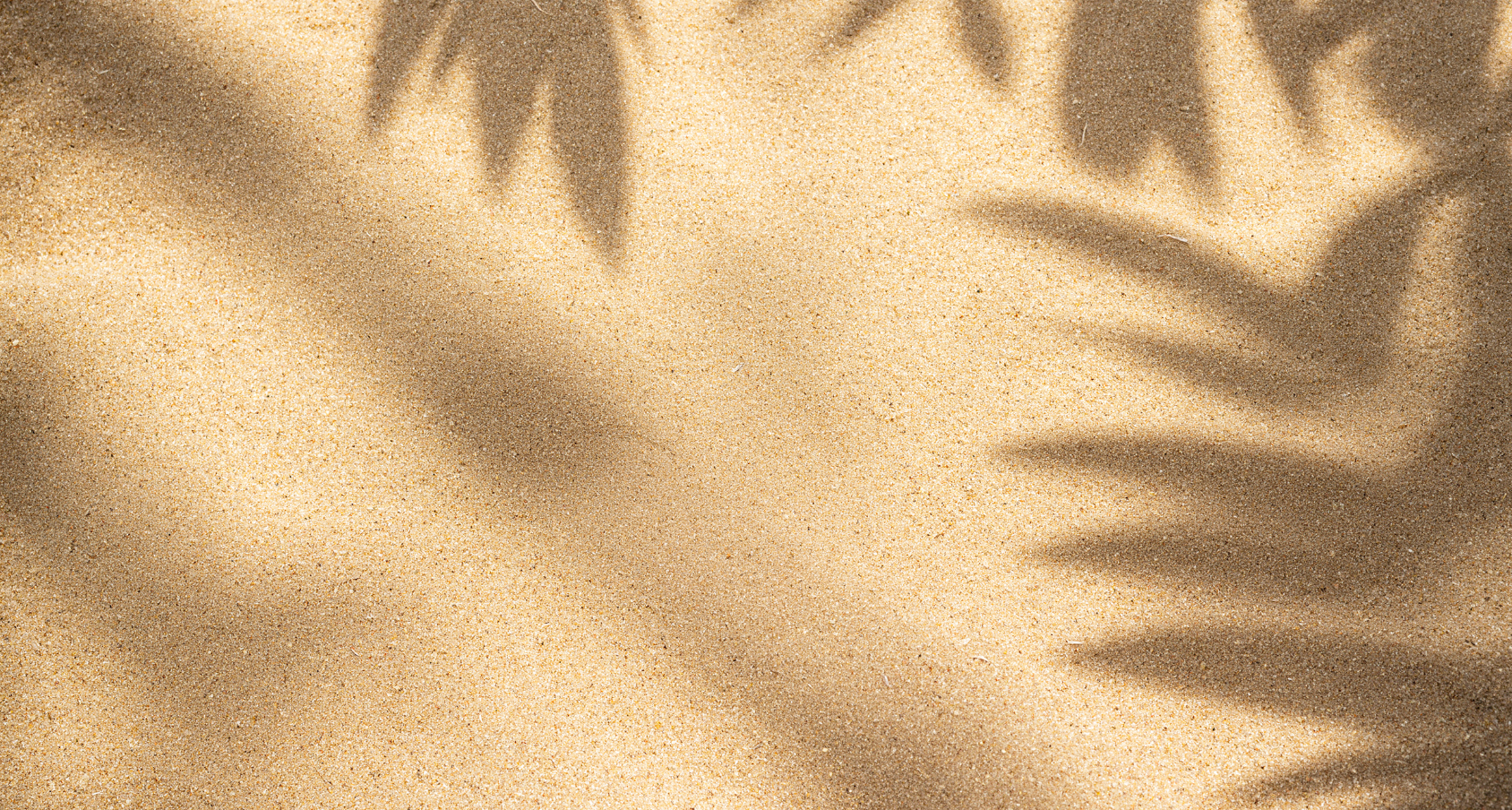 Les ombres des feuilles de palmier sur le sable