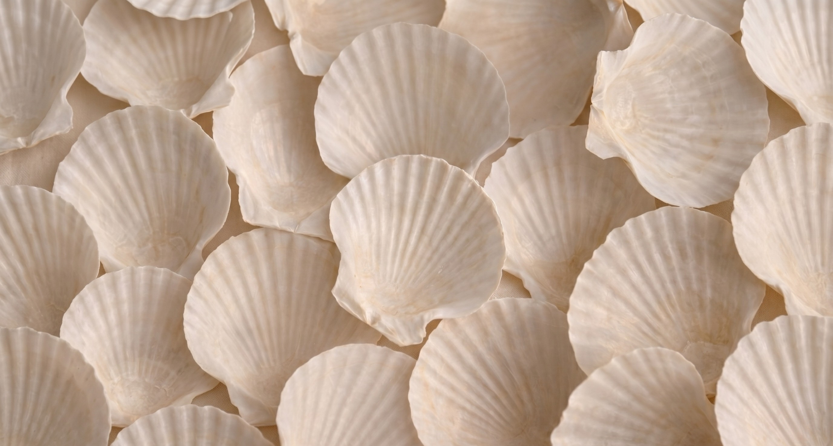 Coquilles Saint-Jacques